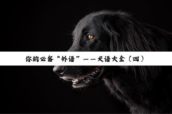你的必备“外语”——犬语大全（四）