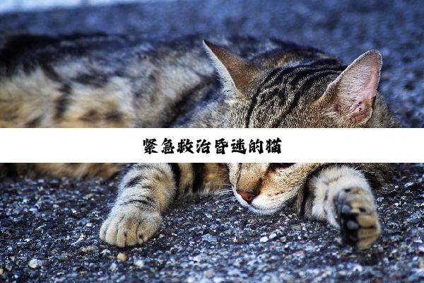 紧急救治昏迷的猫