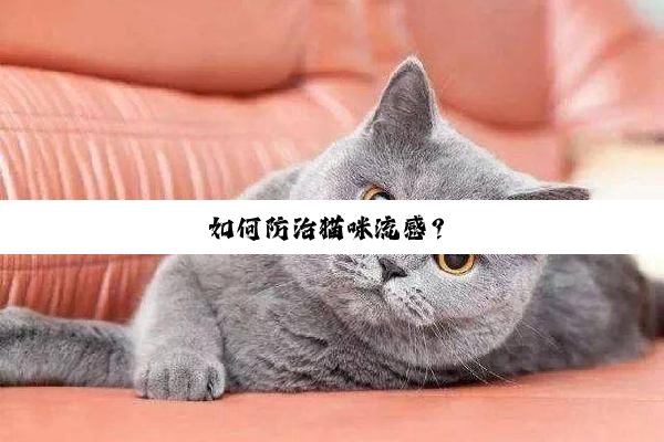 如何防治猫咪流感？