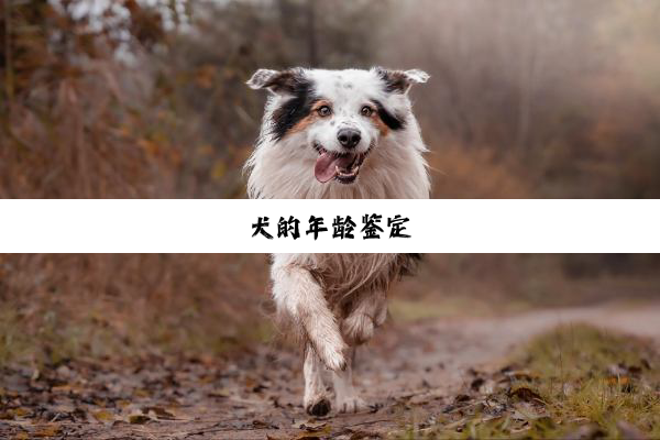 犬的年龄鉴定