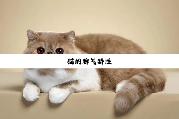 猫的脾气特性