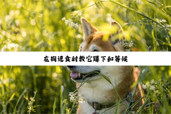 在狗进食时教它蹲下和等候
