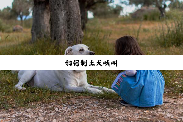 如何制止犬吠叫