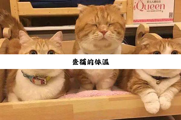 查猫的体温