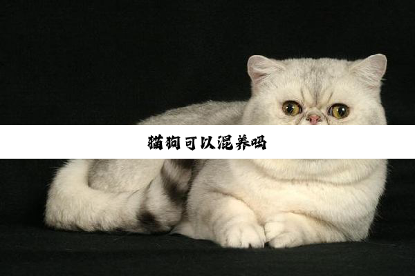 猫狗可以混养吗