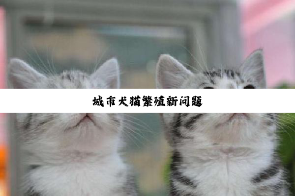 城市犬猫繁殖新问题