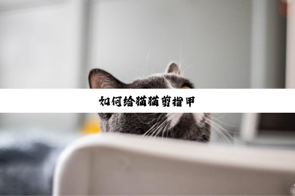 如何给猫猫剪指甲