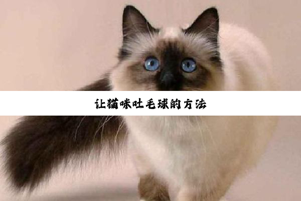 让猫咪吐毛球的方法