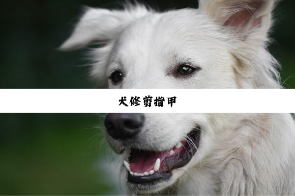 犬修剪指甲