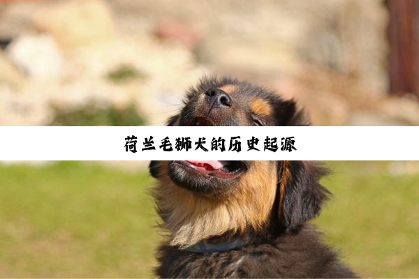 荷兰毛狮犬的历史起源