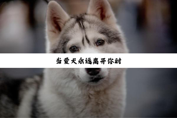 当爱犬永远离开你时