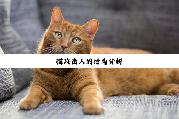 猫攻击人的行为分析
