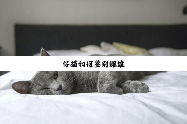 仔猫如何鉴别雌雄