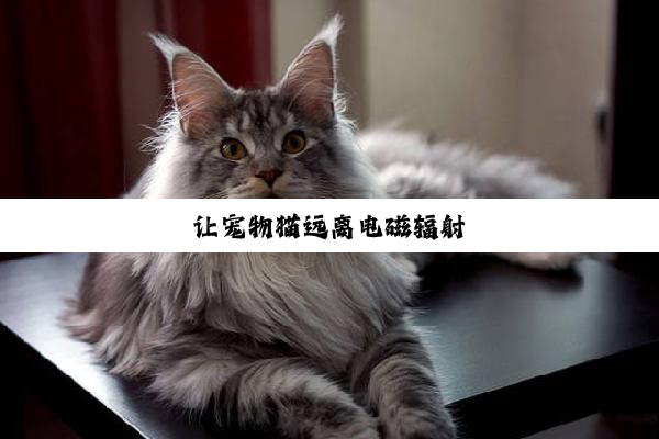 让宠物猫远离电磁辐射
