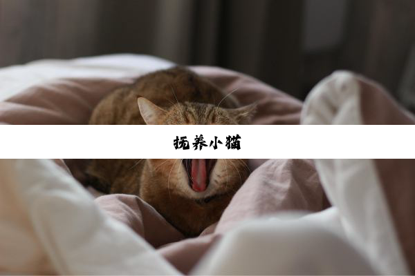 抚养小猫