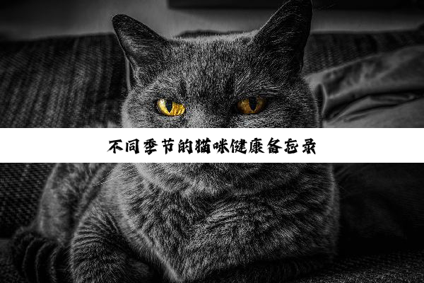 不同季节的猫咪健康备忘录