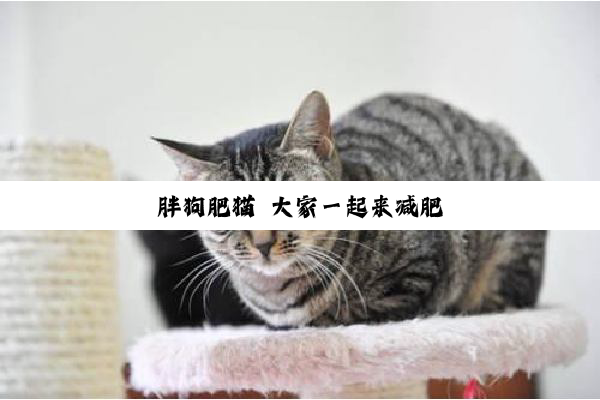 胖狗肥猫 大家一起来减肥