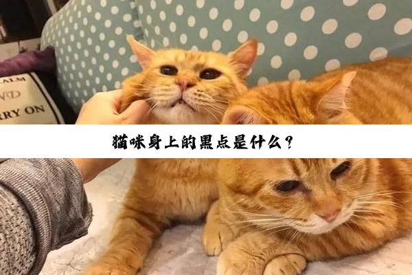 猫咪身上的黑点是什么？