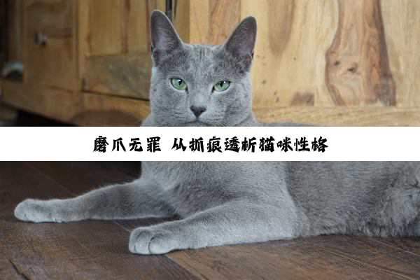 磨爪无罪 从抓痕透析猫咪性格