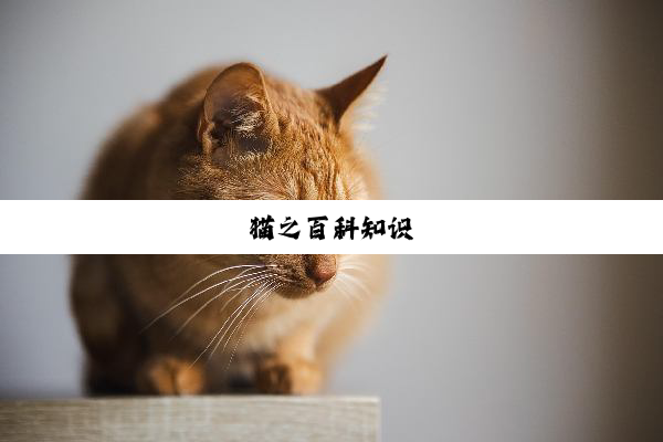 猫之百科知识